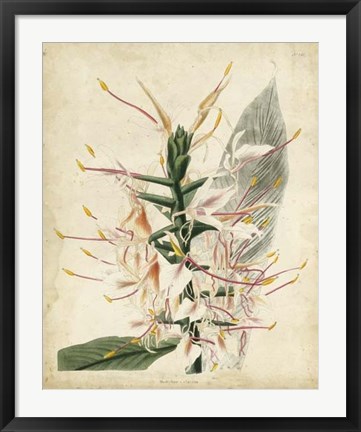 Framed Tropical Delight II Print