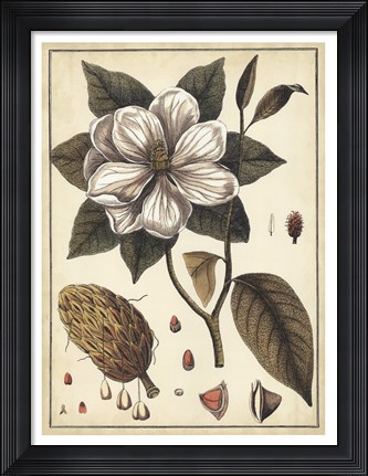 Framed Ivory Botanical Study I Print