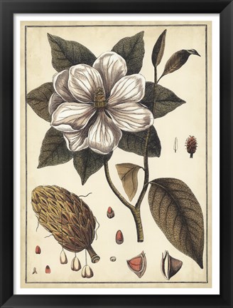 Framed Ivory Botanical Study I Print