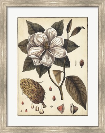 Framed Ivory Botanical Study I Print