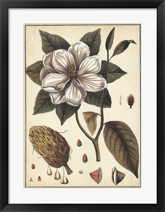 Framed Ivory Botanical Study I Print