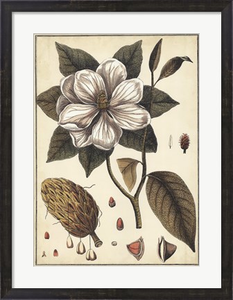 Framed Ivory Botanical Study I Print