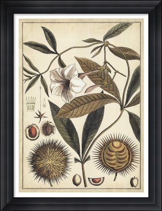 Framed Ivory Botanical Study II Print