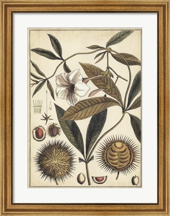 Framed Ivory Botanical Study II Print