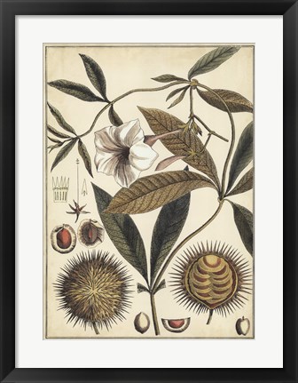 Framed Ivory Botanical Study II Print