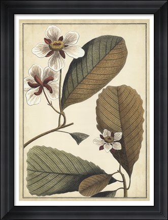 Framed Ivory Botanical Study III Print