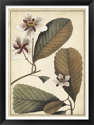 Framed Ivory Botanical Study III Print