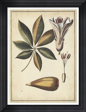 Framed Ivory Botanical Study IV Print