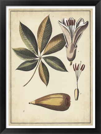 Framed Ivory Botanical Study IV Print