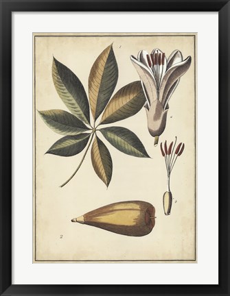 Framed Ivory Botanical Study IV Print