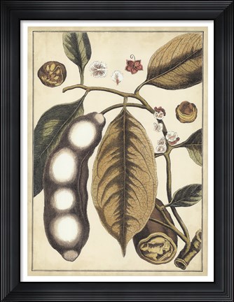 Framed Ivory Botanical Study V Print
