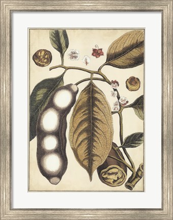 Framed Ivory Botanical Study V Print