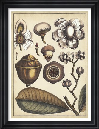 Framed Ivory Botanical Study VI Print
