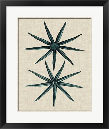 Framed Coastal Starfish IV Print