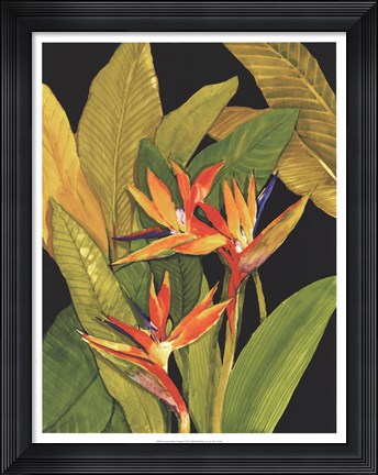 Framed Dramatic Bird of Paradise Print