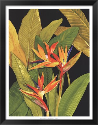 Framed Dramatic Bird of Paradise Print