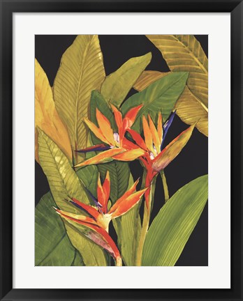Framed Dramatic Bird of Paradise Print