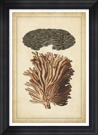 Framed Coral Companion I Print