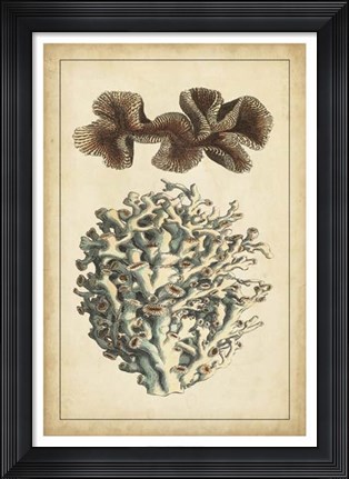 Framed Coral Companion II Print