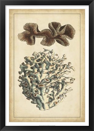 Framed Coral Companion II Print