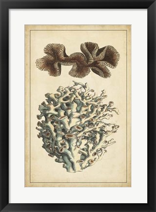 Framed Coral Companion II Print