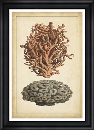 Framed Coral Companion III Print