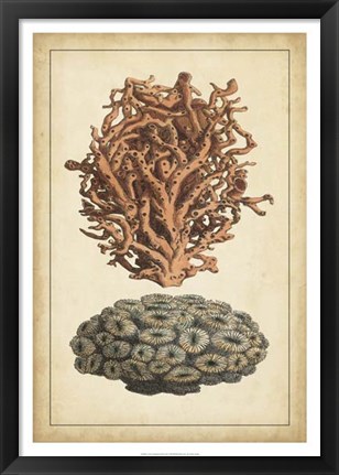 Framed Coral Companion III Print