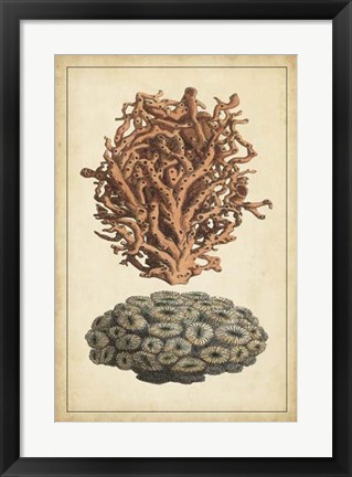 Framed Coral Companion III Print