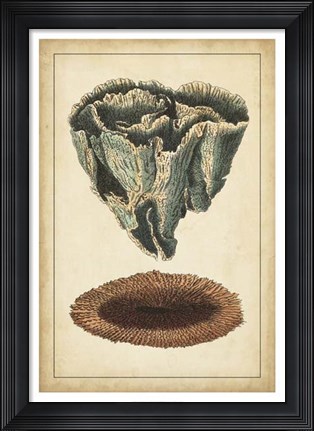 Framed Coral Companion IV Print