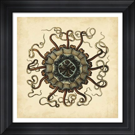 Framed Gems of the Sea I Print