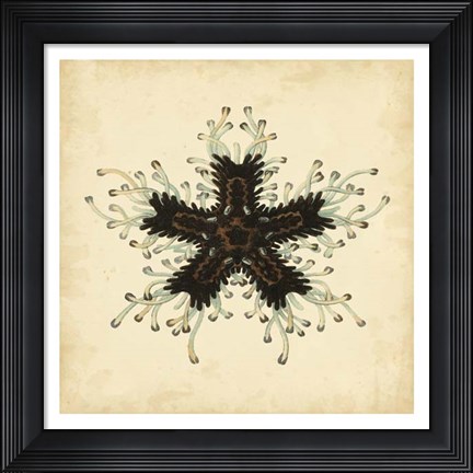 Framed Gems of the Sea III Print