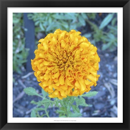 Framed Marigold I Print