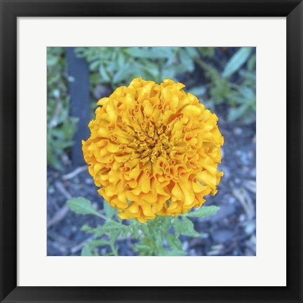 Framed Marigold I Print