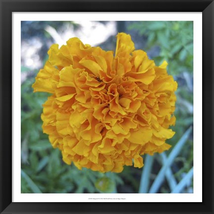 Framed Marigold II Print