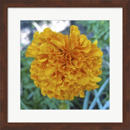 Framed Marigold II Print