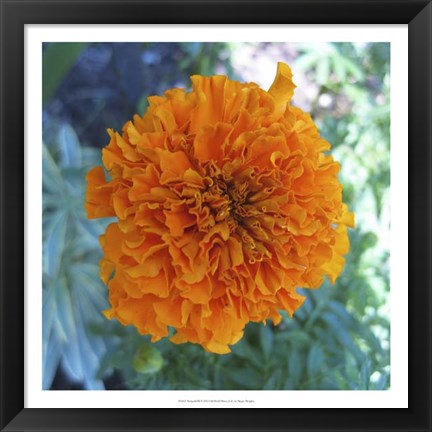 Framed Marigold III Print