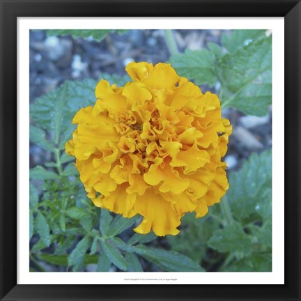 Framed Marigold IV Print