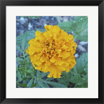 Framed Marigold IV Print