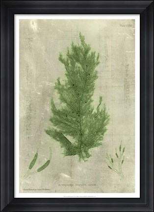 Framed Emerald Seaweed I Print
