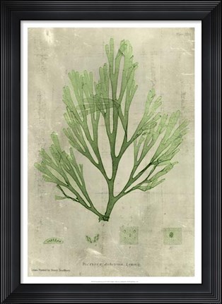 Framed Emerald Seaweed II Print