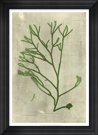 Framed Emerald Seaweed III Print