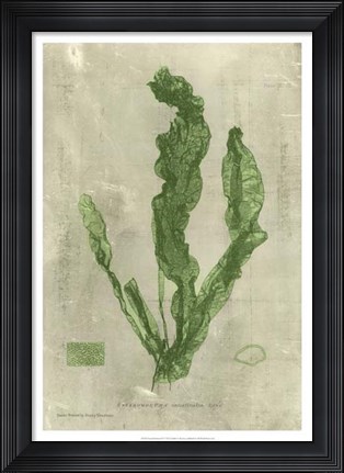 Framed Emerald Seaweed IV Print