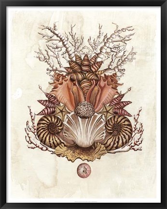 Framed Baroque Nautilus II Print