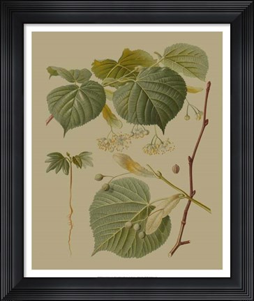 Framed Forest Foliage I Print