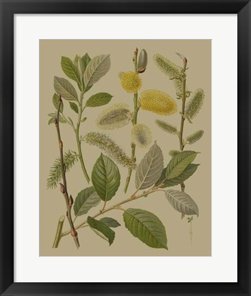 Framed Forest Foliage II Print