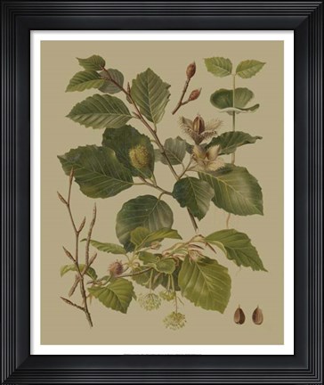 Framed Forest Foliage III Print