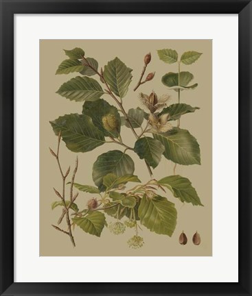 Framed Forest Foliage III Print