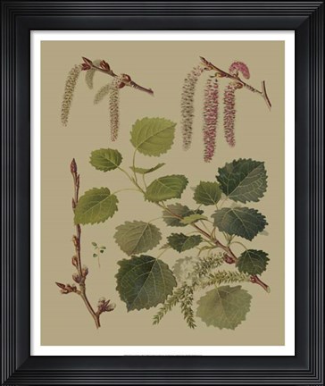 Framed Forest Foliage IV Print