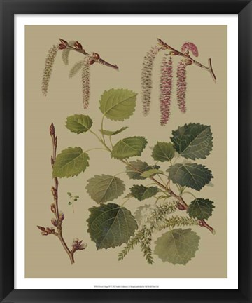 Framed Forest Foliage IV Print