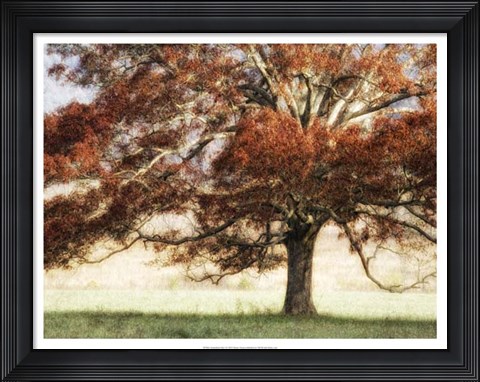 Framed Sunbathed Oak I Print